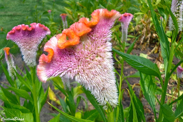 Crista de galo - Celosia cristata - Flores e Folhagens