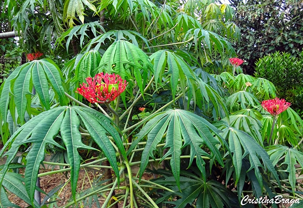 Flor de coral - Jatropha multifida - Flores e Folhagens