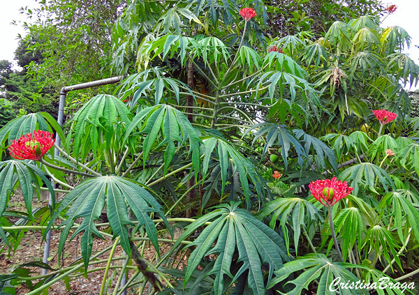 Flor de coral - Jatropha multifida
