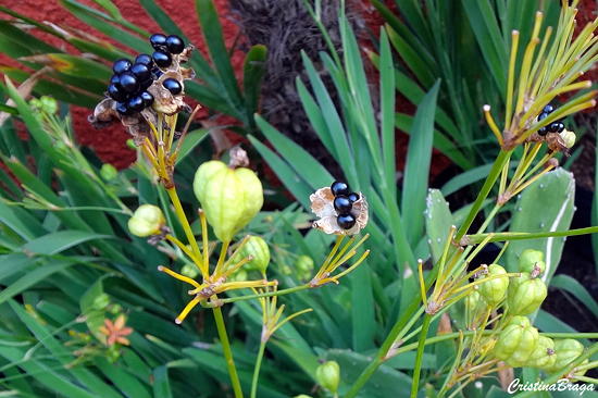 Flor Leopardo - Belamcanda chinensis