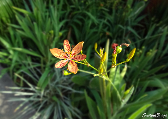 Flor Leopardo - Belamcanda chinensis