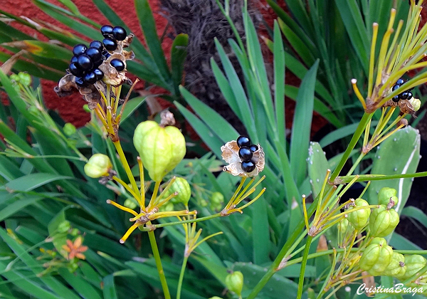 Flor Leopardo - Belamcanda chinensis