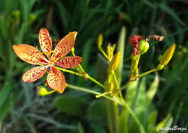 Flor Leopardo - Belamcanda chinensis - Flores e Folhagens