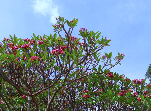 Jasmim manga - Plumeria rubra