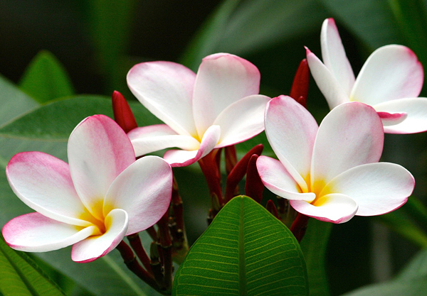 Jasmim manga - Plumeria rubra