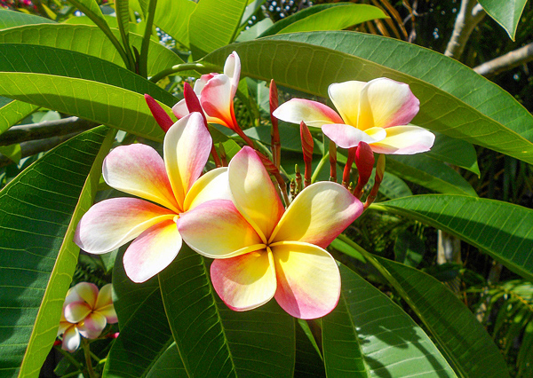 Jasmim manga - Plumeria rubra