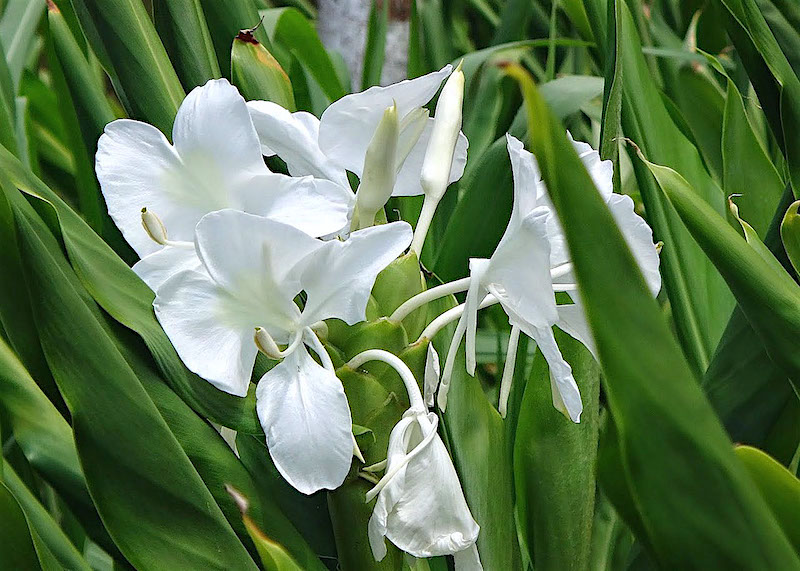 Lírio do brejo - Hedychium coronarium