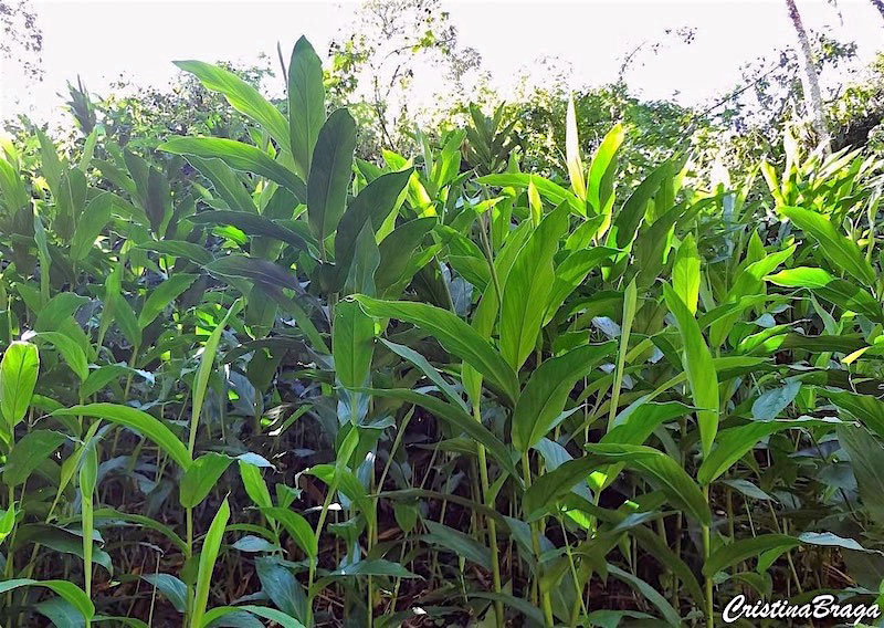 Lírio do brejo - Hedychium coronarium