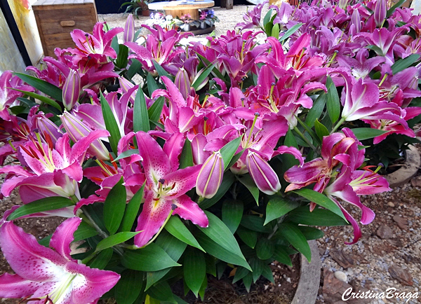 Lírio oriental - Lillium speciosum