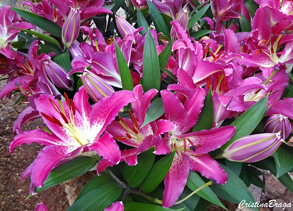 Lírio oriental - Lillium speciosum - Flores e Folhagens