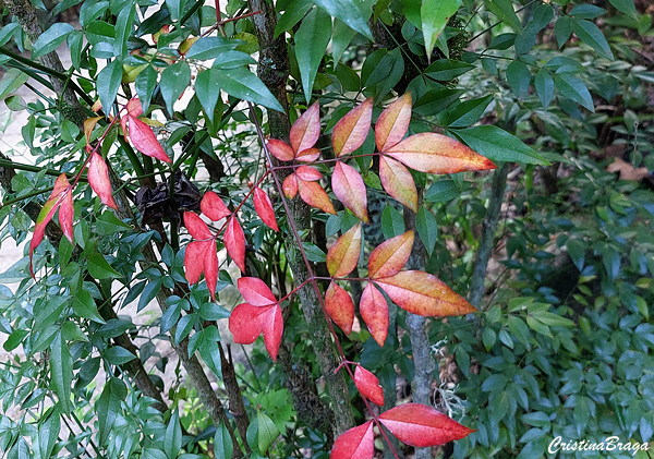 Nandina - Nandina domestica