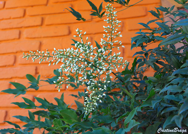Nandina - Nandina domestica