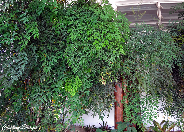 Nandina - Nandina domestica