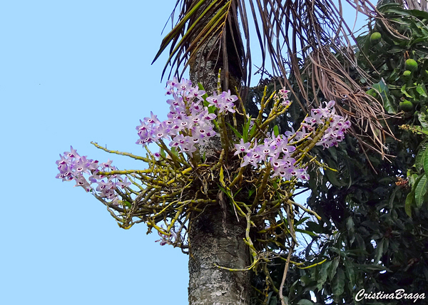 Orquídea Dendrobium