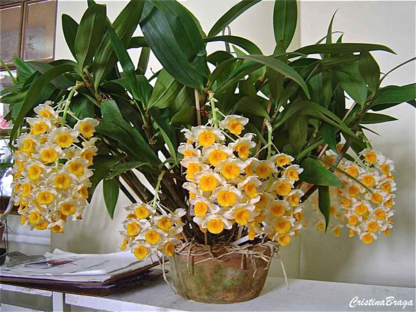 Orquídea Dendrobium