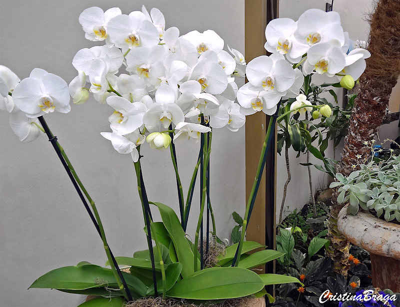 Orquídea Phalaenopsis