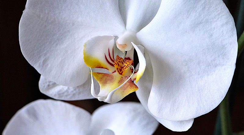 Orquídea Phalaenopsis - Flores e Folhagens