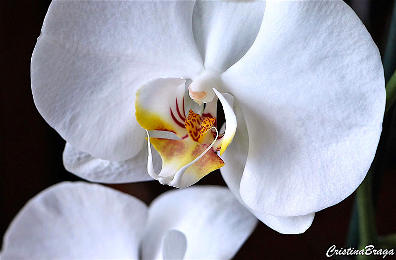 Orquídea Phalaenopsis