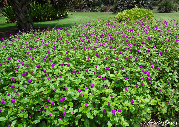 Perpétua - Gomphrena globosa