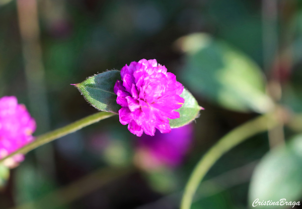 Perpétua - Gomphrena globosa