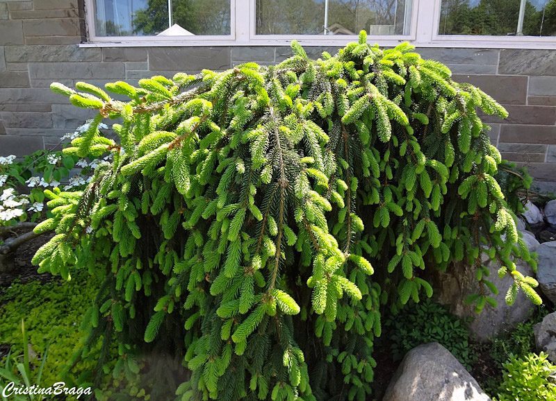 Picea abies Formanek var. anã