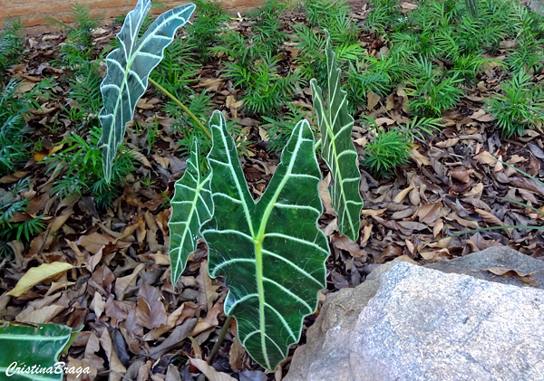 Punhal Malaio - Alocasia x amazonica