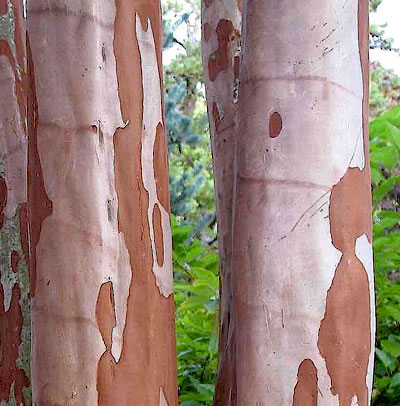 Reseda - Lagerstroemia indica