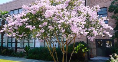 Resedá – Lagerstroemia indica