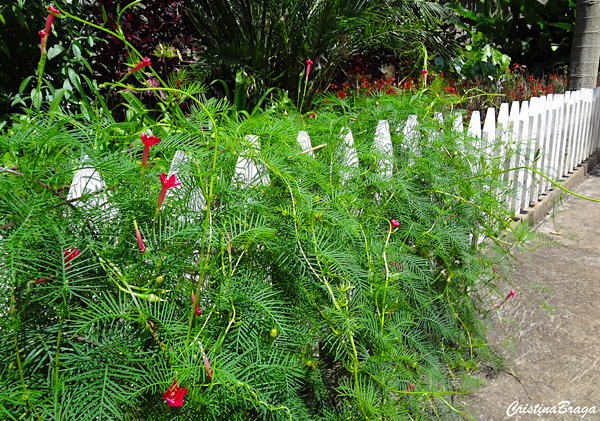 Trepadeira Esqueleto - Ipomoea quamoclit