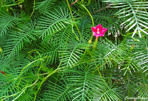 Trepadeira Esqueleto - Ipomoea quamoclit