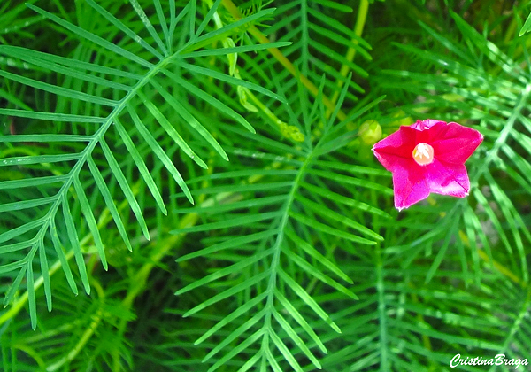 Trepadeira Esqueleto - Ipomoea quamoclit