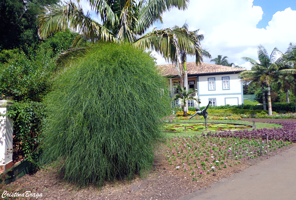 Trepadeira macarrão - Ephedra tweediana