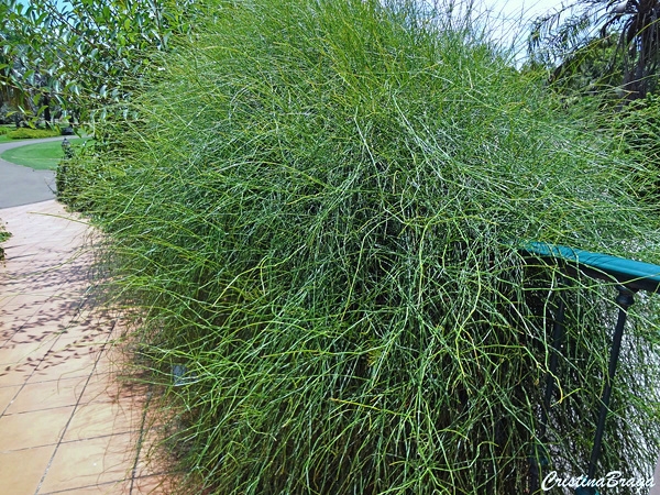 Trepadeira macarrão - Ephedra tweediana