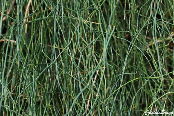 Trepadeira macarrão - Ephedra tweediana