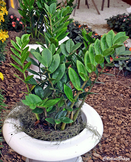 Zamioculca - Zamioculcas zamiifolia