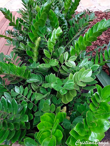 Zamioculca - Zamioculcas zamiifolia