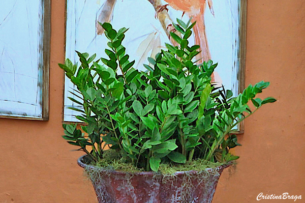Zamioculca - Zamioculcas zamiifolia