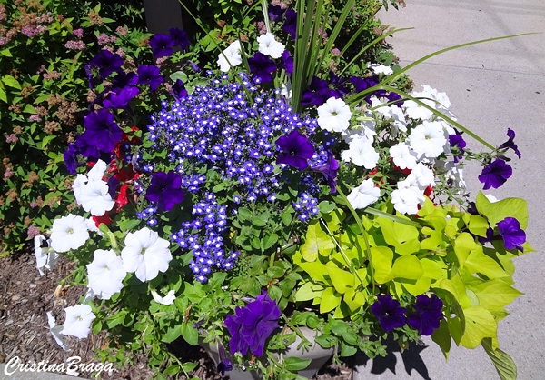 Batata Doce Ornamental - Ipomoea batatas