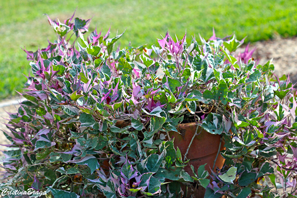 Batata Doce Ornamental - Ipomoea batatas