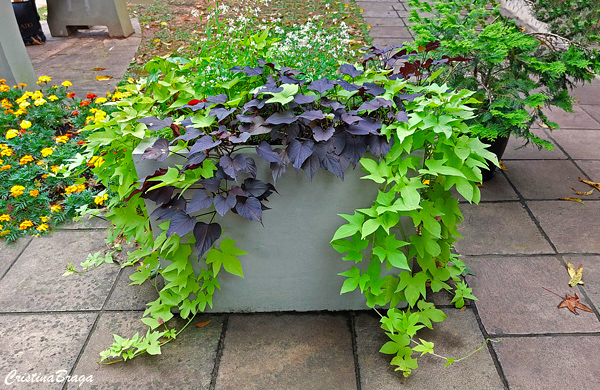 Batata Doce Ornamental - Ipomoea batatas