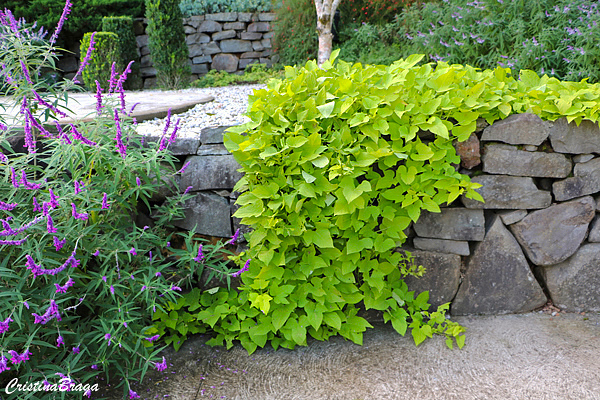 Batata Doce Ornamental - Ipomoea batatas