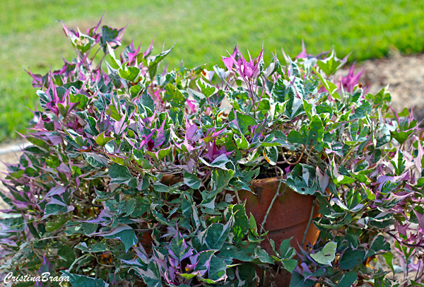 Batata Doce Ornamental - Ipomoea batatas