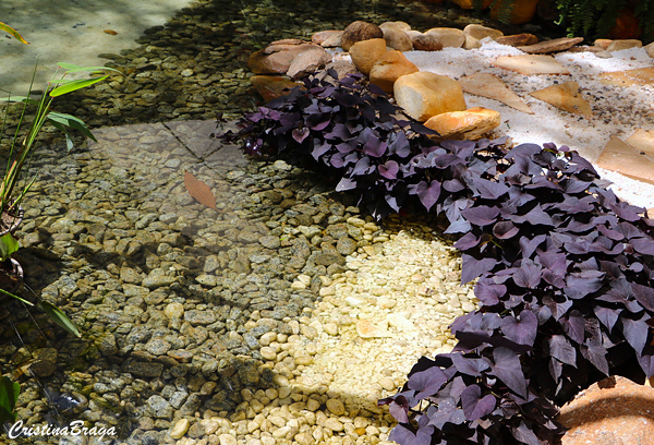 Batata Doce Ornamental - Ipomoea batatas