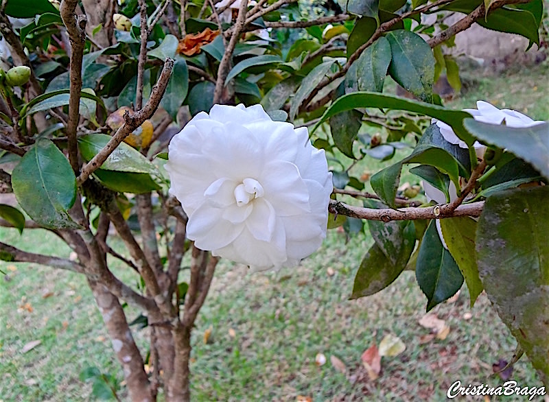 Camélia - Camellia japonica 'Alba Plena' - Flores e Folhagens