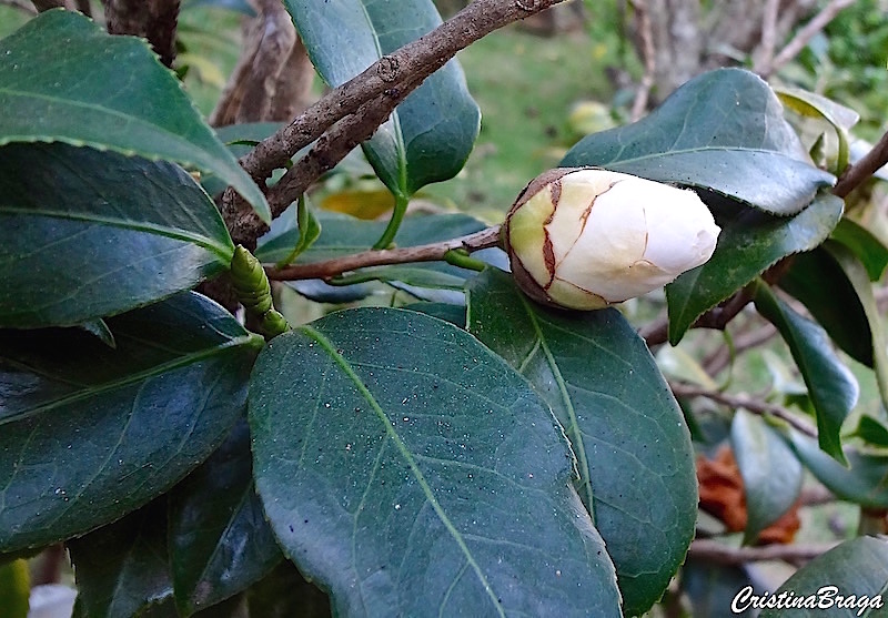 Camélia - Camellia japonica 'Alba Plena' - Flores e Folhagens