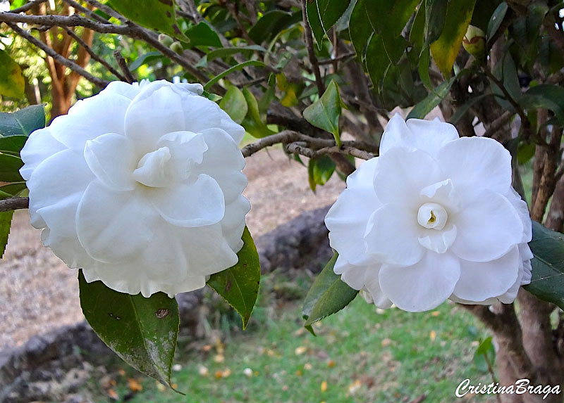 Camélia - Camellia japonica 'Alba Plena' - Flores e Folhagens