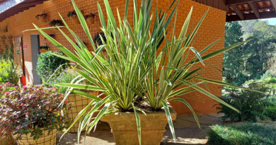 Fórmio – Phormium tenax