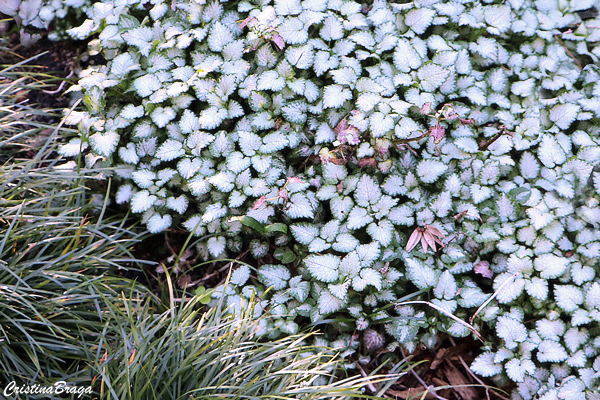 Lâmia - Lamium maculatum