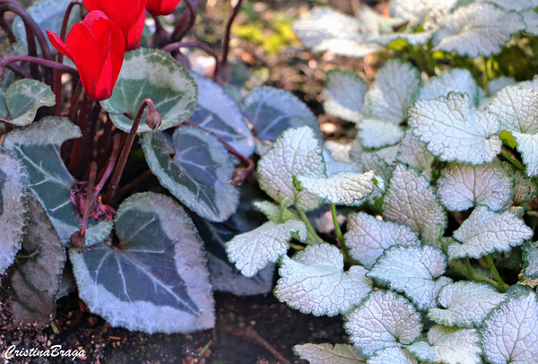 Lâmia - Lamium maculatum