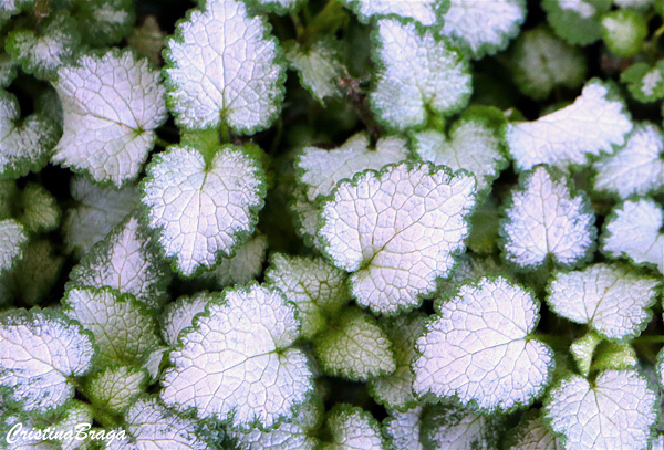 Lâmia - Lamium maculatum